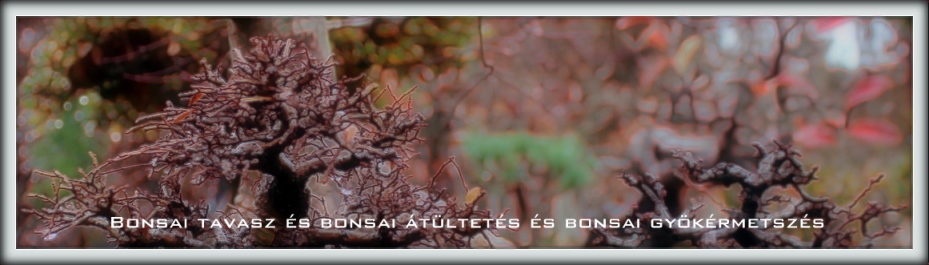 tavasz bonsai kert marczika bonsai studio erden